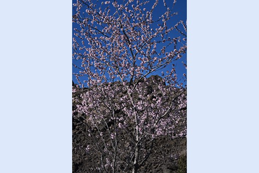 9 feb 2021 Fioritura mandorli